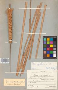 Typha angustifolia L., Siberia, Russian Far East (S6) (Russia)