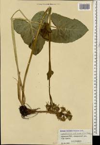 Ligularia subsagittata Pojark., Caucasus, Armenia (K5) (Armenia)