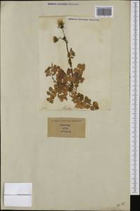 Sonchus tenerrimus L., Western Europe (EUR) (Italy)