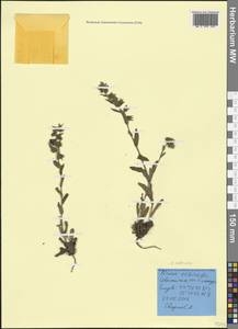 Nonea echioides (L.) Roem. & Schult., Crimea (KRYM) (Russia)