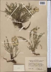 Astragalus masanderanus Bunge, Middle Asia, Western Tian Shan & Karatau (M3) (Uzbekistan)