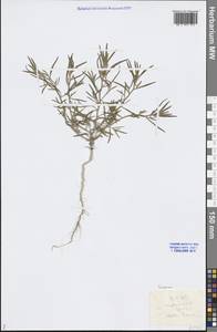 Corispermum, Middle Asia, Caspian Ustyurt & Northern Aralia (M8) (Kazakhstan)