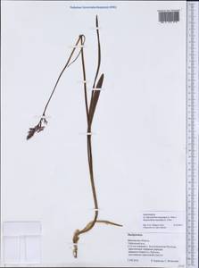 Dactylorhiza incarnata × maculata, Eastern Europe, Central forest region (E5) (Russia)