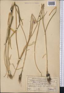 Allium sativum L., Middle Asia, Western Tian Shan & Karatau (M3) (Kazakhstan)