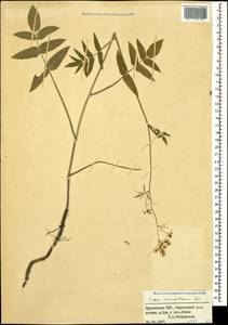 Sium sisarum L., Caucasus, Georgia (K4) (Georgia)