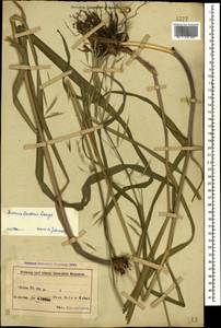 Bromus benekenii (Lange) Trimen, Caucasus, Azerbaijan (K6) (Azerbaijan)