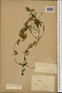 Scutellaria leptostegia Juz., Caucasus (no precise locality) (K0)