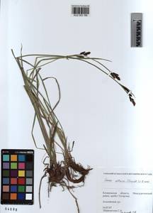 KUZ 003 169, Carex orbicularis Boott, Siberia, Altai & Sayany Mountains (S2) (Russia)