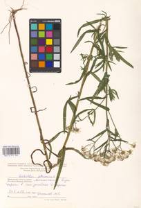Achillea ptarmica L., Eastern Europe, Moscow region (E4a) (Russia)