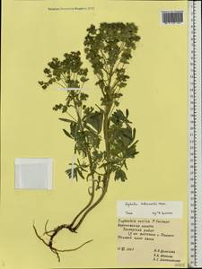 Euphorbia esula subsp. esula, Eastern Europe, Central forest-and-steppe region (E6) (Russia)