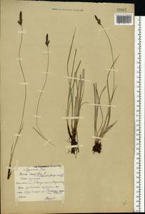 Carex cespitosa L., Eastern Europe, Central forest region (E5) (Russia)