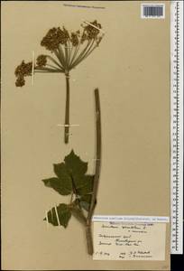 Heracleum ponticum (Lipsky) Schischk. ex Grossh., Caucasus, Stavropol Krai, Karachay-Cherkessia & Kabardino-Balkaria (K1b) (Russia)