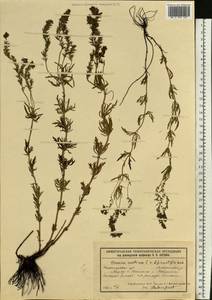 Veronica austriaca subsp. dentata (F. W. Schmidt) Watzl, Eastern Europe, Volga-Kama region (E7) (Russia)