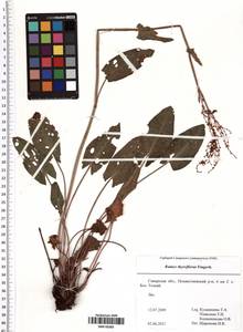 Rumex thyrsiflorus Fingerh., Eastern Europe, Middle Volga region (E8) (Russia)