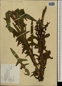 Sonchus palustris L., Eastern Europe, North-Western region (E2) (Russia)
