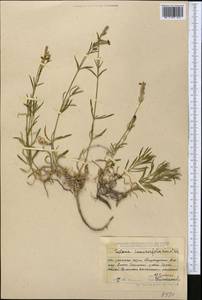 Silene incurvifolia Kar. & Kir., Middle Asia, Dzungarian Alatau & Tarbagatai (M5) (Kazakhstan)