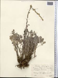 Artemisia sublessingiana (Keller) Krasch. ex Poljakov, Middle Asia, Muyunkumy, Balkhash & Betpak-Dala (M9) (Kazakhstan)