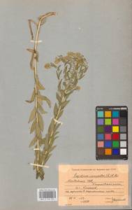 Lepidium campestre (L.) W.T.Aiton, Eastern Europe, Moldova (E13a) (Moldova)