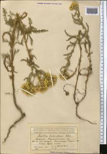 Achillea arabica Kotschy, Middle Asia, Pamir & Pamiro-Alai (M2) (Tajikistan)