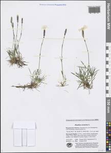 Dianthus arenarius L., Eastern Europe, Northern region (E1) (Russia)