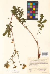 Potentilla tanacetifolia Willd. ex D. F. K. Schltdl., Siberia, Russian Far East (S6) (Russia)