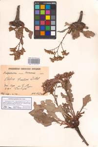 Limonium gmelinii (Willd.) Kuntze, Eastern Europe, Lower Volga region (E9) (Russia)