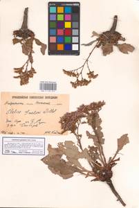 Limonium gmelini (Willd.) Kuntze, Eastern Europe, Lower Volga region (E9) (Russia)