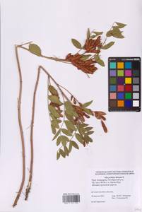 Glycyrrhiza glabra L., Eastern Europe, Lower Volga region (E9) (Russia)