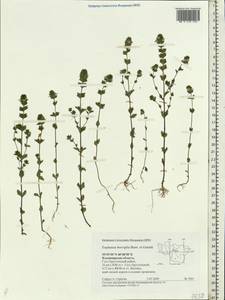 Euphrasia × vernalis List, Eastern Europe, Central region (E4) (Russia)