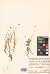 Carex chordorrhiza L.f., Siberia, Western Siberia (S1) (Russia)