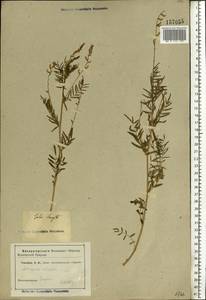 Astragalus sulcatus L., Eastern Europe, Lower Volga region (E9) (Russia)