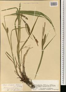 Carex sordida Van Heurck & Müll.Arg., Mongolia (MONG) (Mongolia)