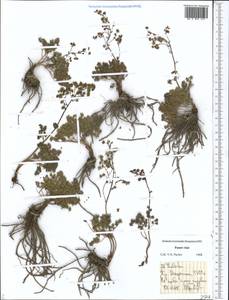 Thalictrum, Middle Asia, Pamir & Pamiro-Alai (M2) (Tajikistan)