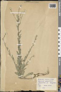 Berteroa incana (L.) DC., Eastern Europe, Moscow region (E4a) (Russia)