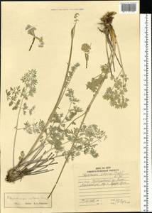 Phlojodicarpus villosus (Turcz. ex Fisch. & C. A. Mey.) Turcz. ex Ledeb., Siberia, Russian Far East (S6) (Russia)