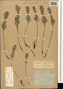 Euphorbia seguieriana Neck., Caucasus, Stavropol Krai, Karachay-Cherkessia & Kabardino-Balkaria (K1b) (Russia)