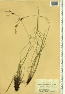 Carex cespitosa L., Siberia, Altai & Sayany Mountains (S2) (Russia)
