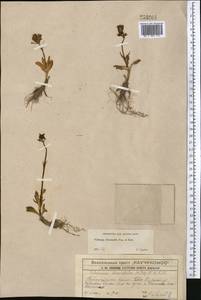 Valeriana chionophila Popov & Kult., Middle Asia, Western Tian Shan & Karatau (M3) (Kazakhstan)