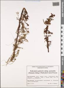 Pedicularis palustris subsp. karoi (Freyn) Tsoong, Siberia, Russian Far East (S6) (Russia)