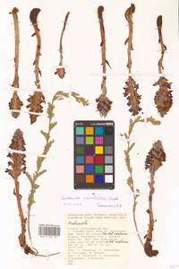 Orobanche coerulescens Stephan, Eastern Europe, Lower Volga region (E9) (Russia)
