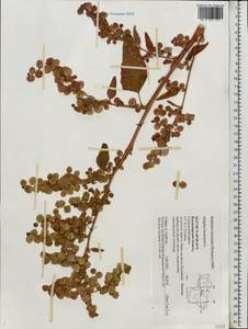 Atriplex hortensis L., Eastern Europe, Central region (E4) (Russia)