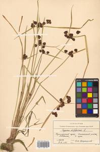 Cyperus difformis L., Siberia, Russian Far East (S6) (Russia)