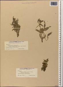 Convolvulus lineatus L., Caucasus, Armenia (K5) (Armenia)