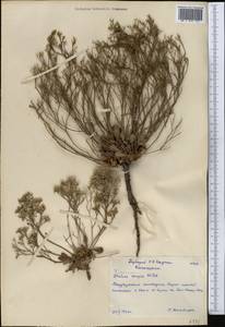 Limonium caspium (Willd.) Gams, Middle Asia, Northern & Central Kazakhstan (M10) (Kazakhstan)