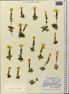 Gentiana verna subsp. oschtenica (Kuzn.) J. J. Halda, Caucasus, Krasnodar Krai & Adygea (K1a) (Russia)