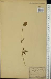 Anthyllis vulneraria subsp. polyphylla (DC.) Nyman, Eastern Europe, South Ukrainian region (E12) (Ukraine)