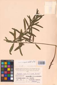 Euphorbia virgata Waldst. & Kit., Eastern Europe, Western region (E3) (Russia)