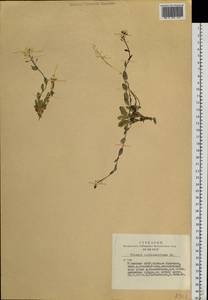 Noccaea thlaspidioides (Pall.) F.K.Mey., Siberia, Altai & Sayany Mountains (S2) (Russia)