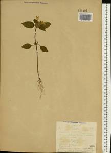 Galeopsis speciosa Mill., Eastern Europe, Northern region (E1) (Russia)