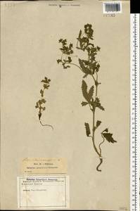 Potentilla norvegica L., Eastern Europe, North-Western region (E2) (Russia)